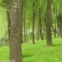 速生柳樹(shù)（3公分-18公分）