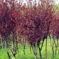 紫葉李（3公分-15公分）