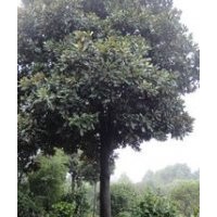 湖南15公分廣玉蘭價(jià)格 10公分廣玉蘭價(jià)格