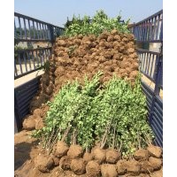 供應(yīng)北海道黃楊，冬青球苗，大葉黃楊球苗