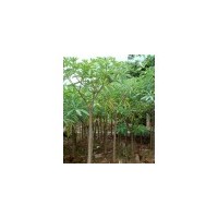 供應(yīng)燈臺樹、燈臺樹價格