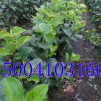 寒富蘋(píng)果苗，寒富蘋(píng)果苗價(jià)格