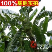 大量供應(yīng)苗木芭蕉樹芭蕉樹苗