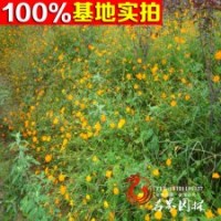 多分枝棣棠 棣棠花 工程綠化用苗