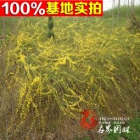 連翹小苗 3-8分支連翹苗 量大