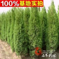 供應(yīng)苗木 供應(yīng)灌木 萬峰檜