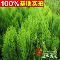 灑金柏樹苗 灑金柏小苗 灑金柏球