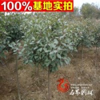 供應(yīng)苗木 灌木 紅頭石楠