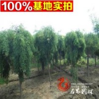 基地直銷龍爪槐 嫁接垂槐苗 樹苗