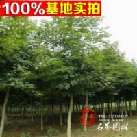 批發(fā)優(yōu)質(zhì)楓香 預(yù)定優(yōu)惠 量大更優(yōu)