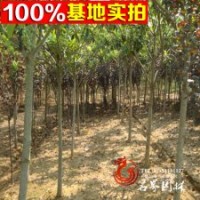 枇杷基地常年低價出售枇杷苗