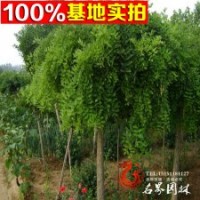 基地直銷龍爪槐 嫁接垂槐苗 樹苗