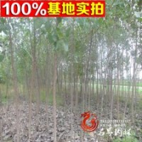 楊樹基地常年大量批發(fā)【速生楊】