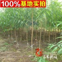 大量批發(fā)供應(yīng)桃樹山毛桃