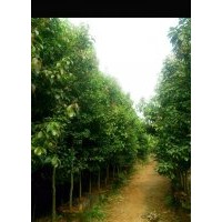 多規(guī)格滇潤楠，粗壯潤楠，山玉蘭，毛果含笑，樸數(shù)，楨楠