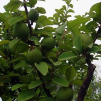 出售綠化觀賞木瓜樹苗