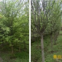 成都垂絲海棠，熟貨海棠，海棠基地