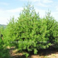 陜西藍(lán)田3米白皮松