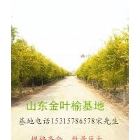 山東金葉榆供應(yīng) 德州金葉榆 聊城金葉榆