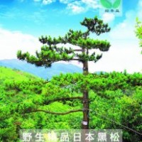 廣東獨(dú)家野生日本黑松開(kāi)采供應(yīng)