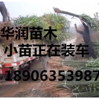 北京6公分垂柳價格/8公分垂柳價格/10公分垂柳價格