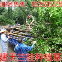 7公分天竺桂 供應(yīng)7公分天竺桂 7公分天竺桂供應(yīng) 7公分天竺桂價(jià)格