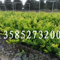 金森女貞價(jià)格報(bào)價(jià)/江蘇產(chǎn)地金森女貞價(jià)格報(bào)價(jià)