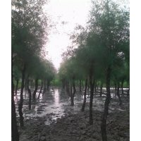 常年供應(yīng)檉柳、白蠟、柳樹(shù)、榆樹(shù)、國(guó)槐、各種速生小苗等