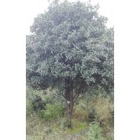 大量供應(yīng)柳葉金桂、銀桂（低開丫、高開丫自然形）