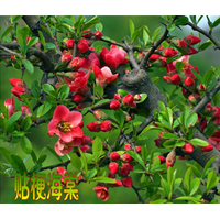 大量供應(yīng)貼梗海棠（3公分至6公分）