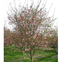 大量供應(yīng)成都垂絲海棠