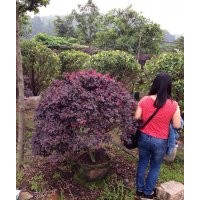 廣東佛山祺泣園林紅繼木