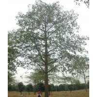 廣東本地木棉苗木