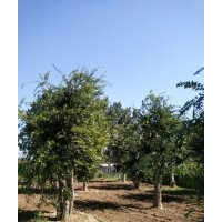 大規(guī)格樸樹