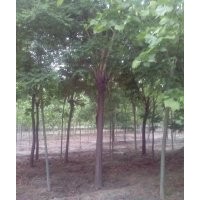 國(guó)槐。白蠟。法桐【貨源量大】各種規(guī)格