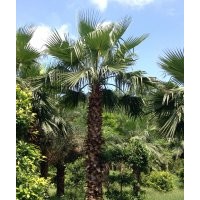 廣東省長期提供老人葵苗木