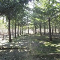 福建銀杏供應(yīng)1-80公分銀杏樹(shù)