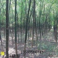 3公分國(guó)槐大量低價(jià)優(yōu)惠供應(yīng)、3公分國(guó)槐
