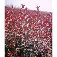 山西西府海棠、紅葉李、碧桃定植苗