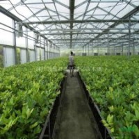 金森女貞小苗容器苗 紅天竹小苗、紅瑞木小苗，蜀檜10到150