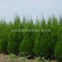 蜀檜價格蜀檜柏價格蜀檜價格大全