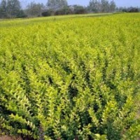 供應：金葉女貞,地柏,蜀檜,龍柏,櫻花