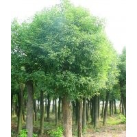 提供湖南20公分骨架香樟，22公分骨架香樟，骨架香樟價(jià)格