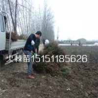 江蘇火棘苗價格一年生火棘工程苗數(shù)量多質(zhì)量好