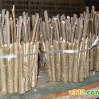 低價(jià)供應(yīng)速生柳