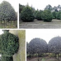 桂花球，高桿桂花