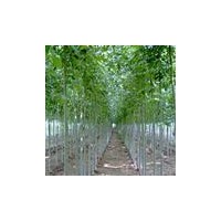 供應(yīng)優(yōu)質(zhì)3公分5公分6公分杜仲樹