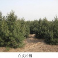 鈣果，國槐，白皮松