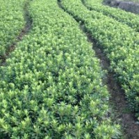 泉州毛杜鵑、莆田毛杜鵑、廈門毛杜鵑、南平毛杜鵑