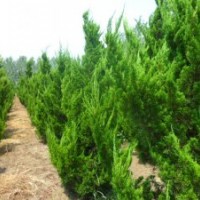 大量特價龍柏80萬株